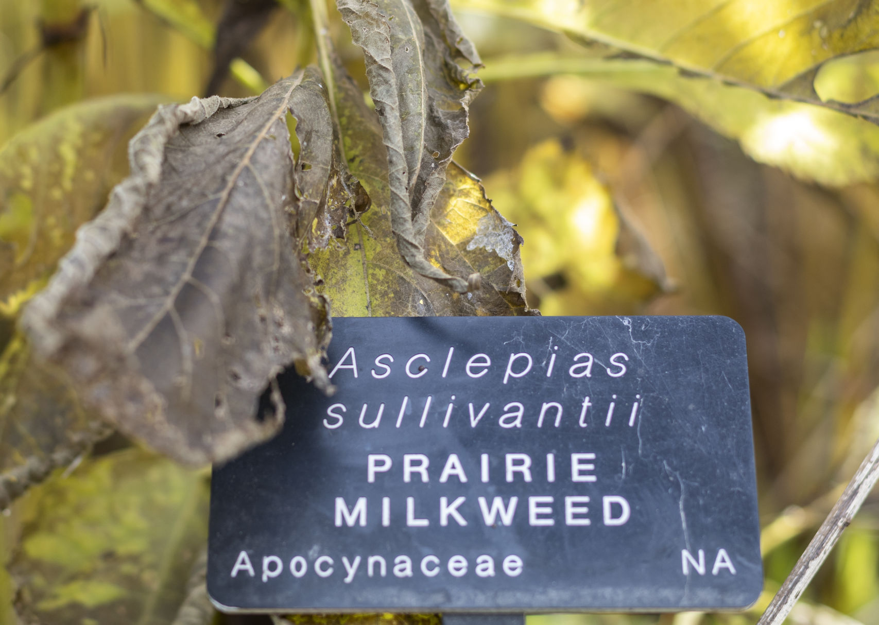 Prarie Milkweed